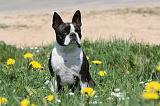 BOSTON TERRIER 255